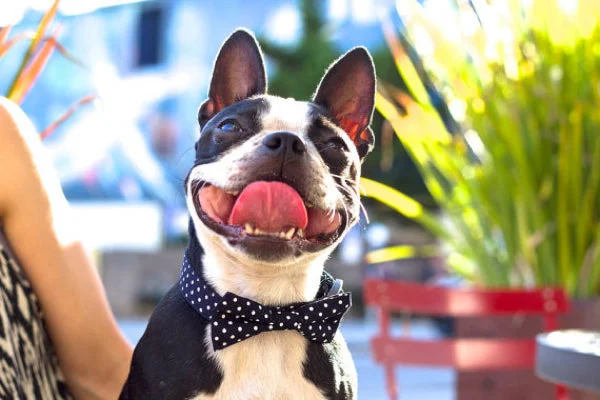 Bow Tie Collar, Polka Dot: Navy