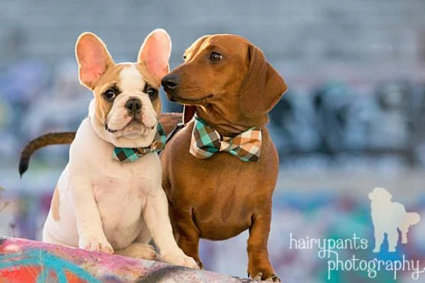 Bow Tie Collar, Plaid Emerald