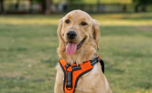  Dog Harness